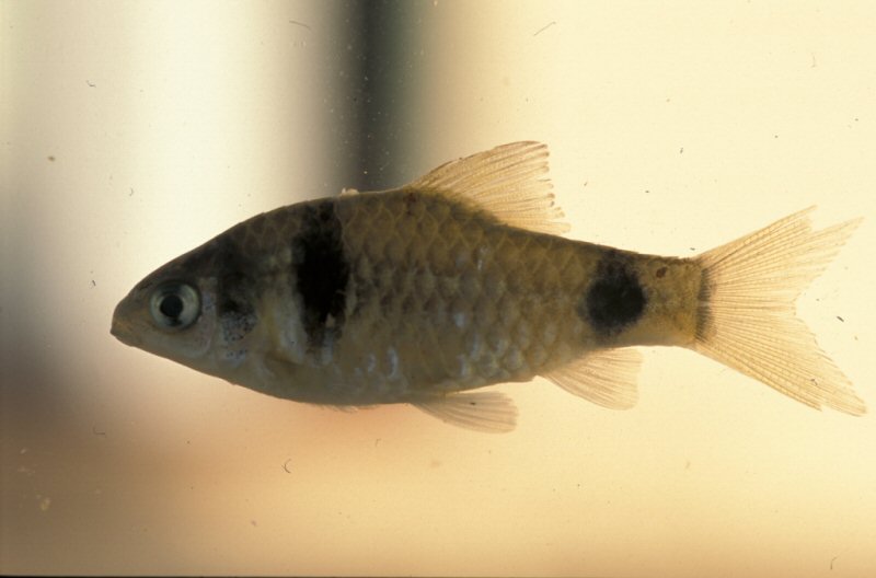 Puntius tiantian Kullander & Fang, 2005